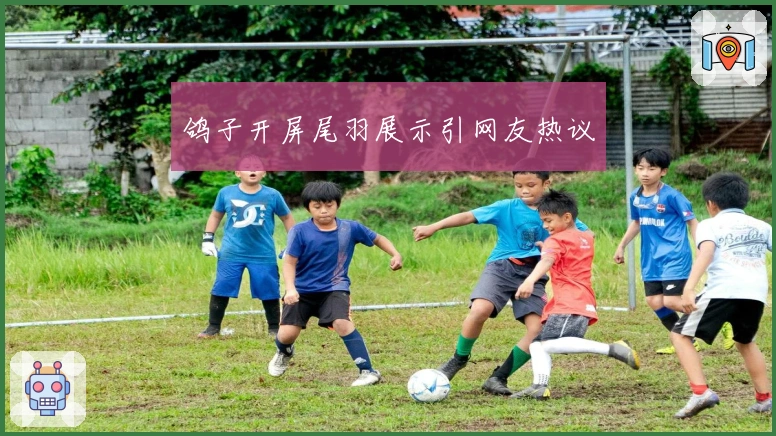 鸽子开屏尾羽展示引网友热议